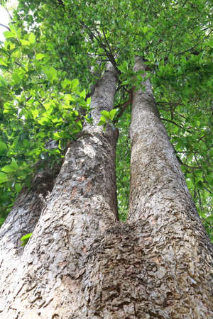 Dipterocapus tree, big tree in deep forest , Thailandの写真素材