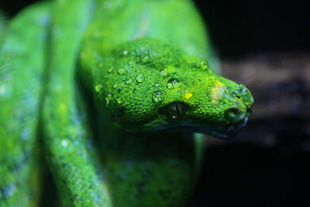 focus dew on green snake head, wildlifeの写真素材