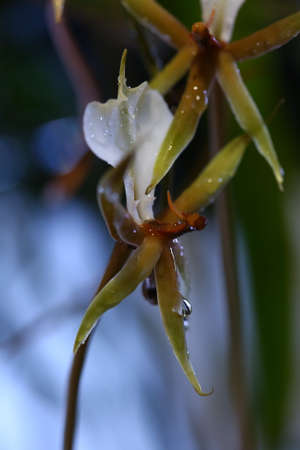 yellow orchid flower, Thailandの写真素材