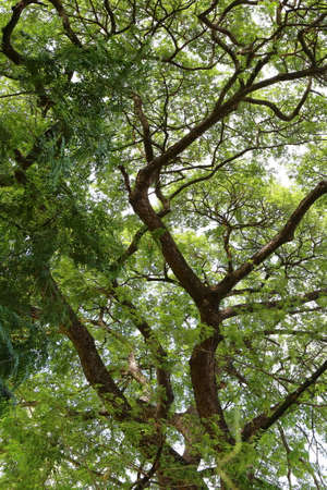 Rain tree in forest backgroundの写真素材