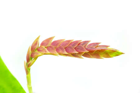 orchid flower, Thailandの写真素材