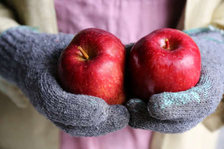 gardener hand hold appleの写真素材