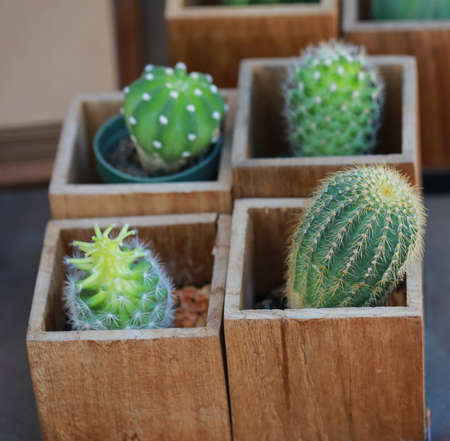 cactus plant in wood boxの写真素材