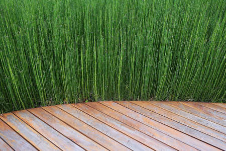 wooden bench with tree in gardenの写真素材