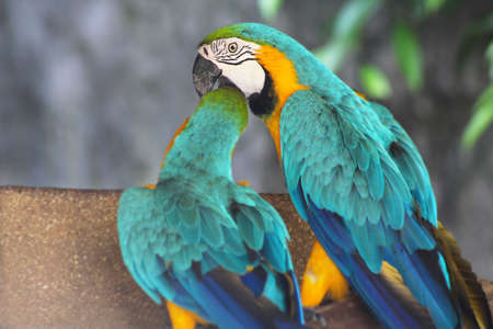 couple lover white parrot, cockatoo bird in valentine day.の写真素材