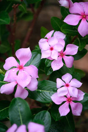 Purple flower in the garden の写真素材