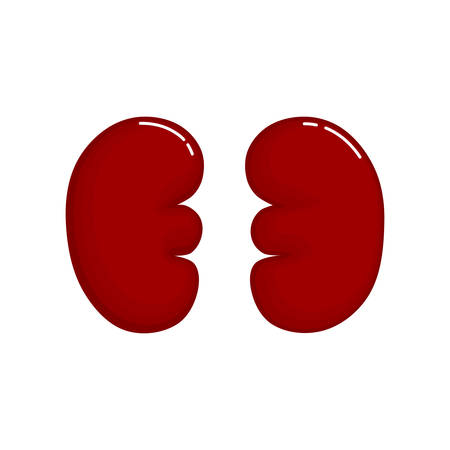 Human Kidneys anatomy icon. flat cartoon style. bright and cute. Isolated on white background. vector illustration.のイラスト素材