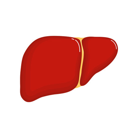 Human liver anatomy icon. flat cartoon style. bright and cute. Isolated on white background. vector...