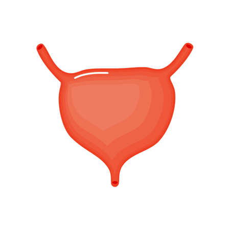 Human bladder anatomy icon. flat cartoon style. bright and cute. Isolated on white background. vector illustration.のイラスト素材