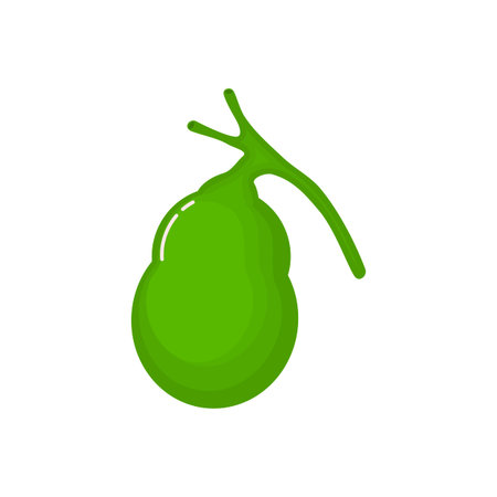 Human gallbladder anatomy icon. flat cartoon style. bright and cute. Isolated on white background....