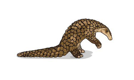 Hand drawn pangolin animal vector illustration. Rare species of cute mammals live in Africa and Asia.のイラスト素材