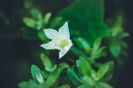 Forest Flowerの写真素材