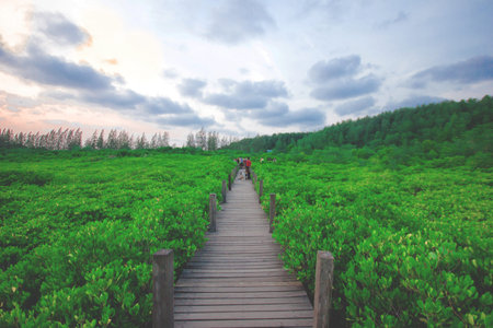 mangrove forestの写真素材