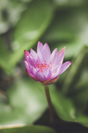 Lotusの写真素材