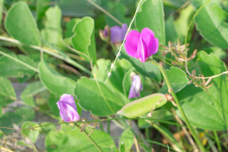 Sea Morning Glory Flowerの写真素材