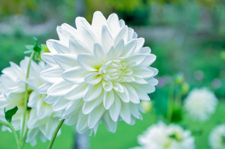 flower white chrysanthemums beautiful naturalの写真素材