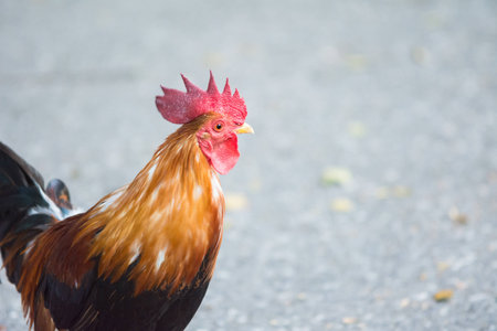 Thailand Chicken
