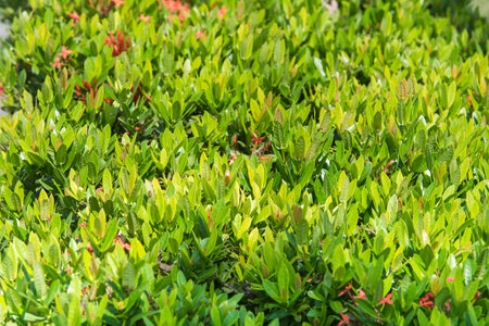 Leaves flower spike