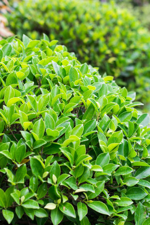 Green bushes