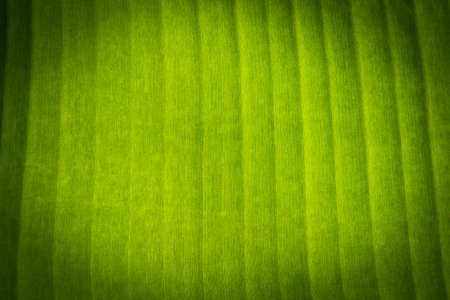 Green banana leaf background abstractの写真素材