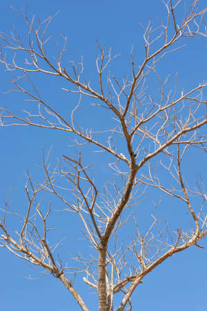 Autumn tree twigs on sky backgroundの写真素材