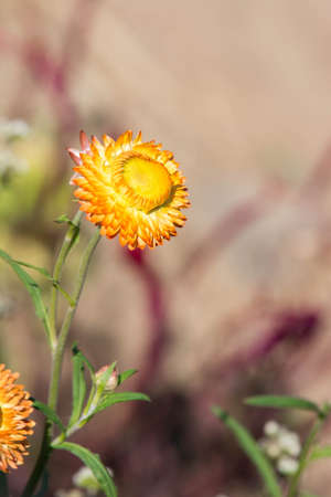 Helichrysum bracteatumの写真素材
