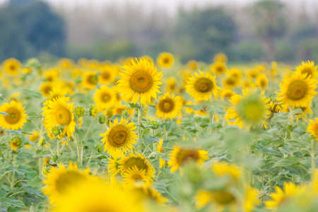 sunflower field / sunflowerの写真素材