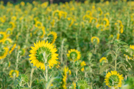 sunflower field / sunflowerの写真素材