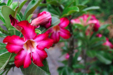 pink flowerの写真素材