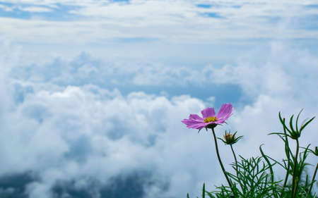 Pink flower and white cloudsの写真素材
