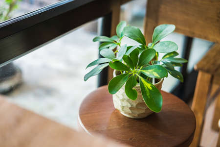 Small plant in white pot on wood chairの写真素材