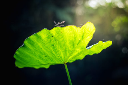 Lotus leaf and Forest Flower in national park ,thailand
