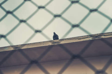 Pigeon on the roofの写真素材