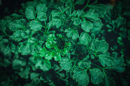 Small plant in the gardenの写真素材