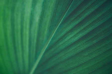 Green leaf texture