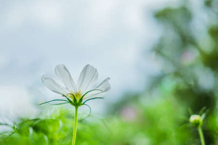 Fresh cosmos flower in the gardenの写真素材