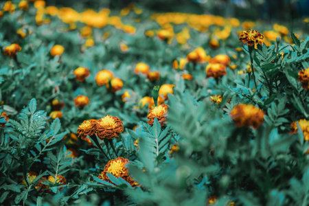 French marigold flowers (targets patula) in the gardenの写真素材