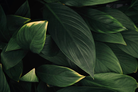 closeup nature view of green leaf in garden