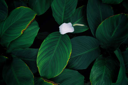 abstract green leaf texture, nature background, tropical leafの写真素材