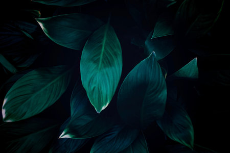 closeup nature view of green leaf in garden