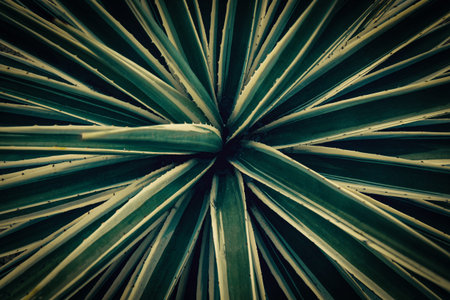 closeup nature view of green leaf in garden