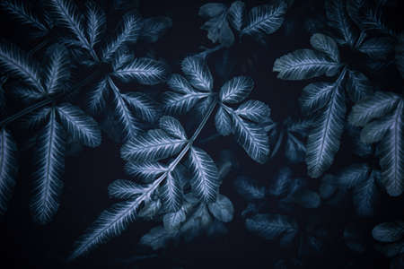 abstract green leaf texture, nature background, tropical leafの写真素材