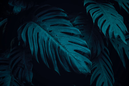 closeup nature view of green leaf in garden