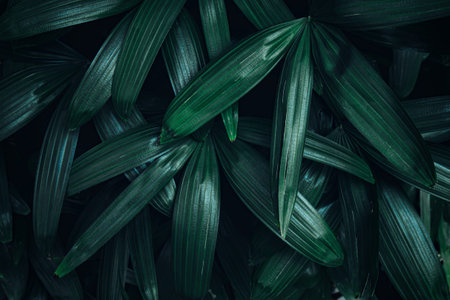 Abstract green leaf texture, nature background, tropical leafの写真素材