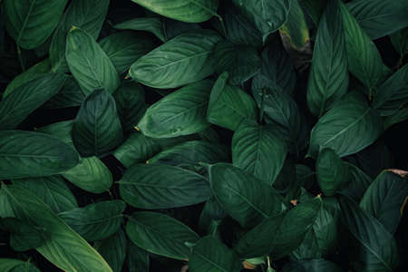 green leaves texture and backgroundの写真素材