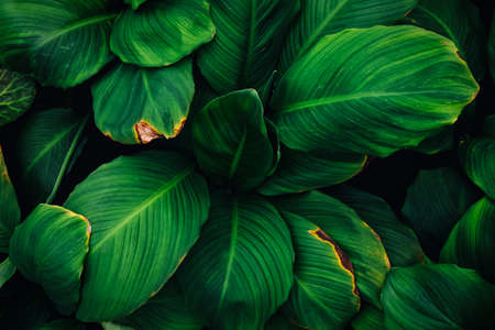 green leaves texture and backgroundの写真素材