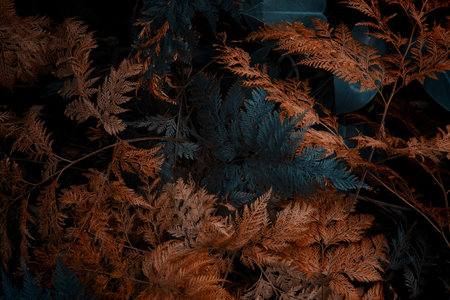 Autumn fern leaves decorate a beautiful nature backgroundの写真素材
