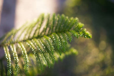 Pine leaves on the branchの写真素材