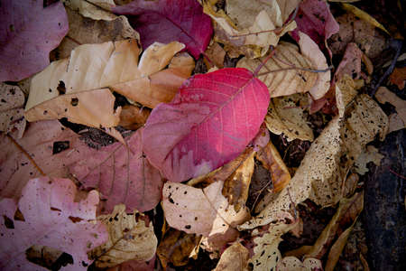 tropical leaves, large foliage nature backgroundの写真素材