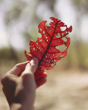 leaves in the hands, autumn backgroundの写真素材